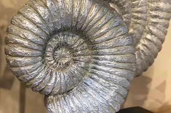 Ammonit Hilda, Polyresin, 17x7x28,5 cm
