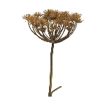 Heracleum ArtificialNature, braun, 98 cm