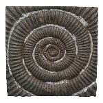 Ammonit Valo, braun, Polyresin, 43x6x43 cm