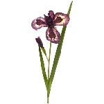 SchwertLilien ArtificialNature, braun, 95 cm
