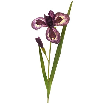 SchwertLilien ArtificialNature, braun, 95 cm