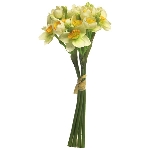 Narcissus stint bundle, orange, 32cm