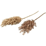 SchilfStiel ArtificialNature, beige, 62 cm