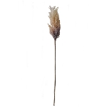 Reed Stem ArtificialNature, braun, 66 cm