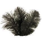 Feder ArtificialNature, schwarz, Feder, 24 pcs., 15-20 cm