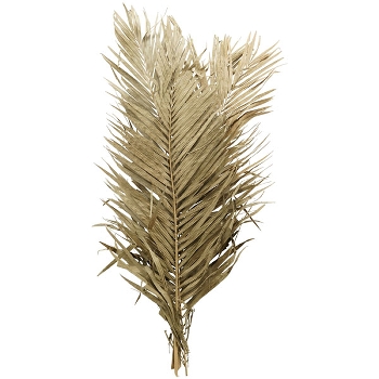 PalmBlätter Aride, 90 cm