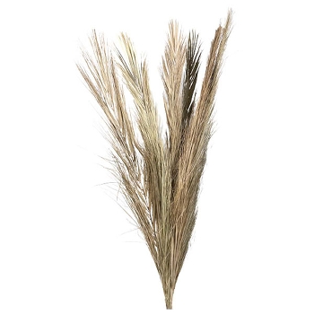 PalmGras Aride, natur, 110 cm