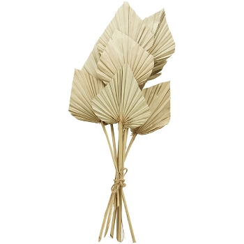 Palm King Spear Aride, natur, 100 cm