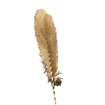 FederSet/5 FedeR, Feder, 5x0,1x19 cm
