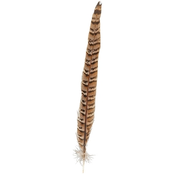 FederSet/6 FedeR, Feder, 2,5x0,1x26 cm