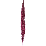 FederSet/6 FedeR, Feder, 2,5x0,1x26 cm
