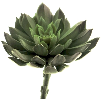 SukkulentenPick ArtificialNature, grün, 13 cm