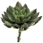 Aeonium pick lt ArtificialNature, grün, 13 cm