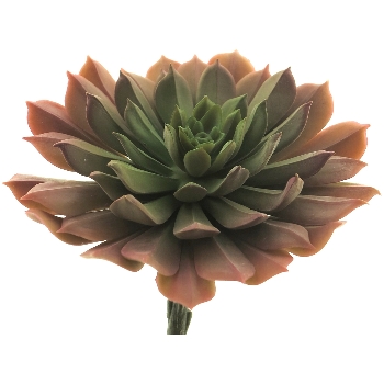 SukkulentenPick ArtificialNature, grün, 15 cm