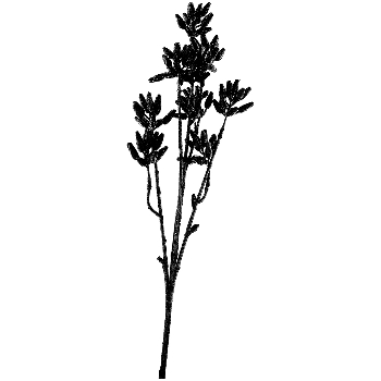 Eukalyptus ArtificialNature, schwarz, 46 cm