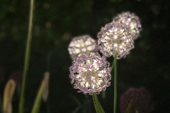 AlliumStick mit LED/Solar ArtFerro, weiß, Kunststoff/Metall,