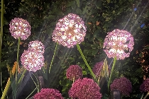 AlliumStick mit LED/Solar ArtFerro, lila, Kunststoff/Metall, 14x6x70 cm