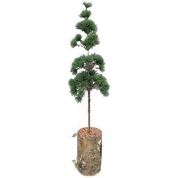 ZedernBaum ArtificialNature, PE/Holz, 14x14x60 cm