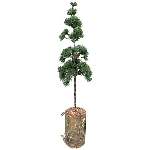 ZedernBaum ArtificialNature, PE/Holz, 14x14x60 cm
