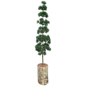 ZedernBaum ArtificialNature, PE/Holz, 15x15x80 cm
