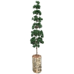 ZedernBaum ArtificialNature, PE/Holz, 15x15x80 cm