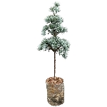 ZedernBaum ArtificialNature, PE/Holz, 14x14x45 cm