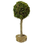 Baum Aride, natur, Moos/Holz, 20x20x50 cm