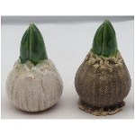 Hyazinthe Marta, Stoneware, 6,1x6,1x9,8 cm