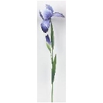 Blumenstecker ArtFerro, Metall, 18x13x77 cm